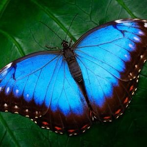 Meet your Posher, Marcea